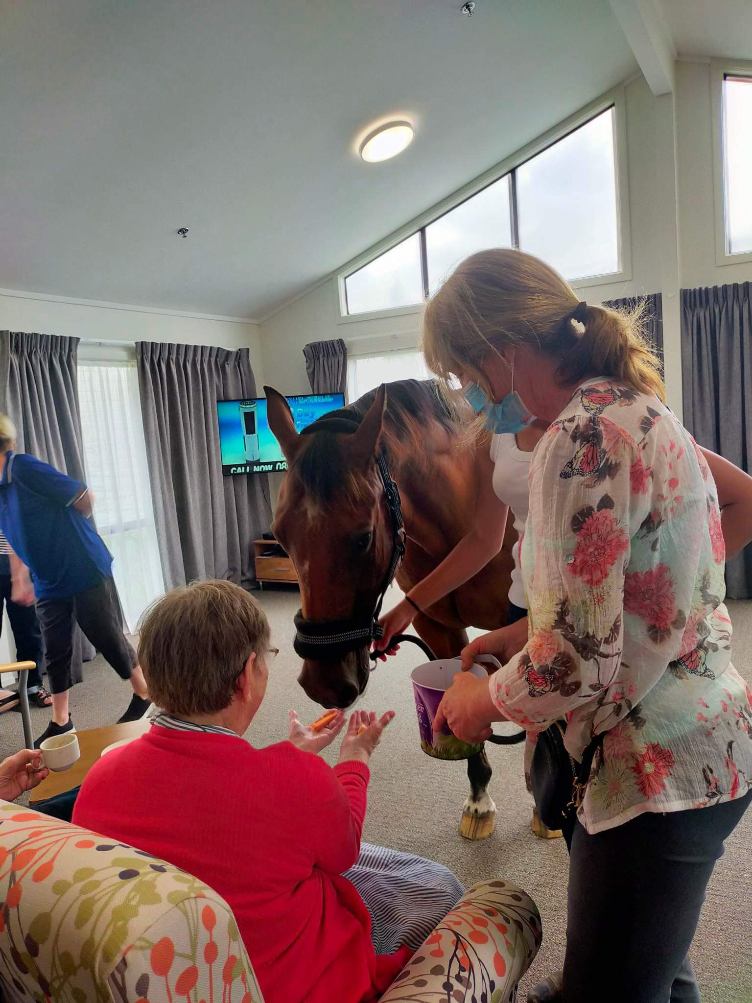 Northhaven animal therapy horse